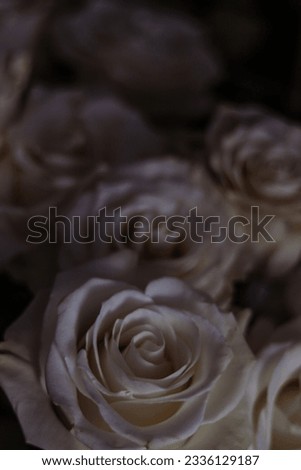 Bouquet of white roses on a light background. Gothic style. Spring bouquet, spring, love. Postcard, photo, macro photo, holiday, presentation, flower shop. Moody chiaroscuro floral arrangement