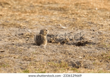 a cute European ground squirrel (Spermophilus citellus) rests by its burrow in the afternoon sun