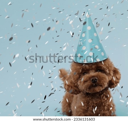 Cute Maltipoo dog in party hat under falling confetti on light blue background. Space for text