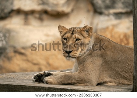 high-res picture of lioness female with an artistic background
