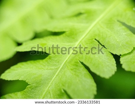 green leaves with a unique shape and texture