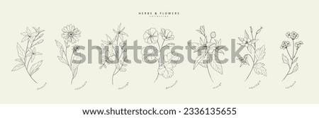 Vector hand drawn cosmetic herbs set. Vintage trendy botanical elements. Hand drawn line leaves branches and blooming. Vector trendy Royalty-Free Stock Photo #2336135655