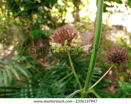 forest plant macro with various types