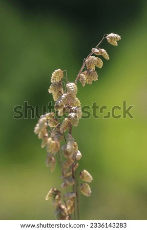 Briza maxima is a species of the Briza grass genus. Royalty-Free Stock Photo #2336143283