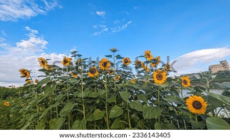 Beautiful Sunflower field with wide shot with blue cloudy sky