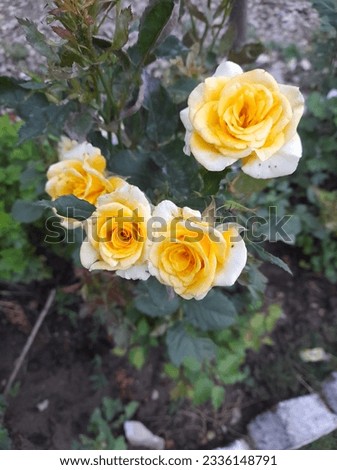 yellow Rose picture of different sizes in a day light with colour full background