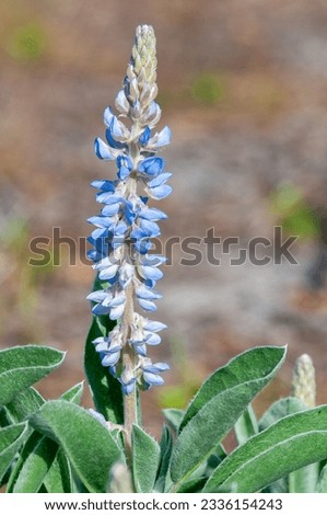 A beautiful Skyblue Lupine flower spike, Cleome spinosa, with blue pea-like flowers and light green leaves covered in soft hairs. Isolated on blurred background. 