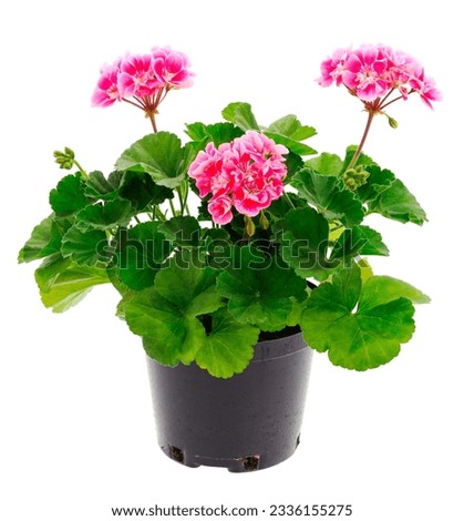 Beautiful geranium flower in pot  isolated on a white background. Royalty-Free Stock Photo #2336155275