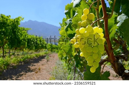 White ripe grape before harvest in a vineyard of Guimar,Tenerife,
Canary Islands,Spain.Green grapes hanging on a bush in a sunny day.Selective focus. Royalty-Free Stock Photo #2336159521
