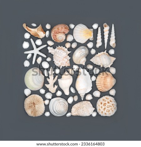 Tropical seashell collection abstract design on gray background. Abstract square shape with assorted shells. Nature design with natural varieties.