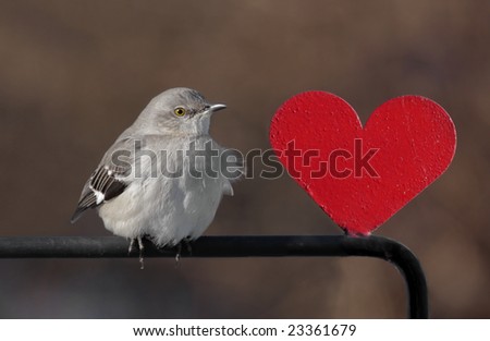 Northern Mockingbird (Mimus polyglottos) with a red heart