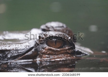 gharial, also known as gavial or fish-eating crocodile, is a crocodilian in the family Gavialidae and among the longest of all living crocodilians.  Royalty-Free Stock Photo #2336168199