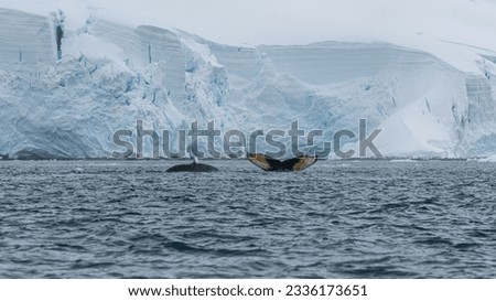 Antarctic Peninsula, Antarctica. Humpback whale diving. High quality photo