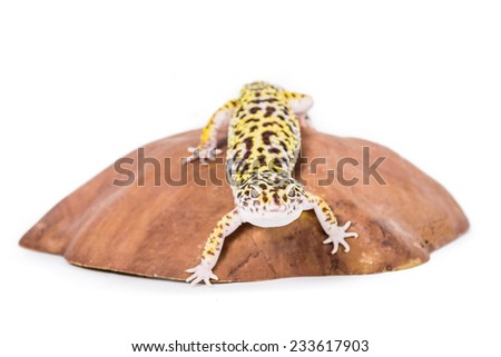 Picture of a leopard gecko on a rock 