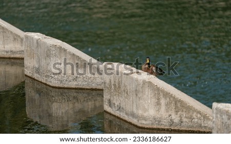 ducks resting on the edge of a dam.