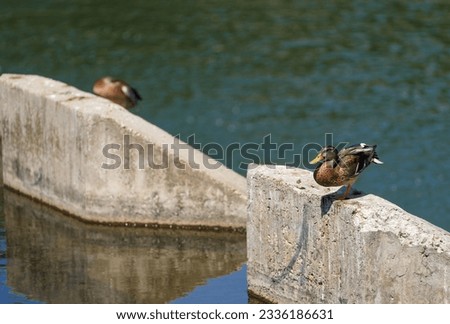 ducks resting on the edge of a dam.