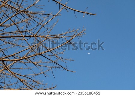 Tree branch with blue sky background. The photo is suitable to use for nature background and content media.