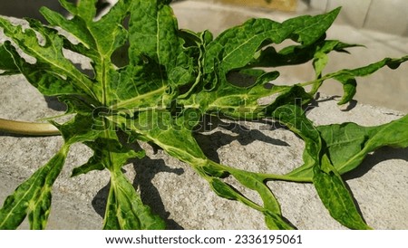 Papaya Ring spot virus on leaf clear symptom with gray back ground.