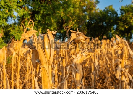 Dry corn leaf after harvest season when sunrise is coming. The photo is suitable to use for farm nature background and botanical content media.