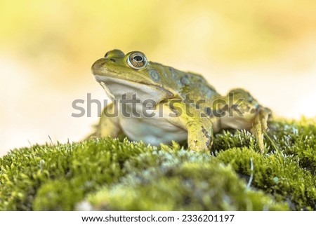 Pool Frog (Pelophylax lessonae) is a European frog in the family Ranidae. Reasons for declining populations are air pollution leading to over-nitrification of pond waters. Wildlife Scene of Nature  Royalty-Free Stock Photo #2336201197