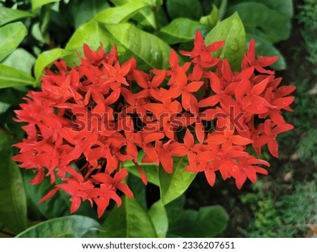 Ixora chinensis or commony called as Chinese ixora (scientific name: Ixora chinensis) is a tropical evergreen shrub in the family Rubiaceae native to southern China to Malaysia.
