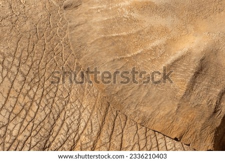 Elephant background and texture close-up