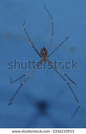 wood spider closeup picture in green background