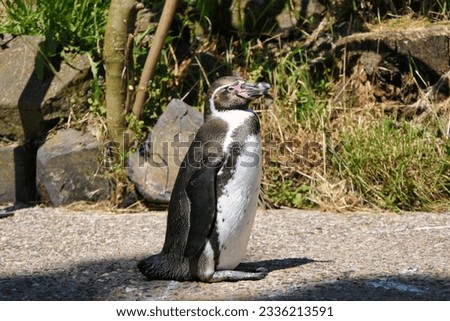 Penguin in zoo is beautiful