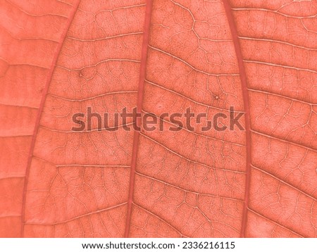 The structure of the leaves natural light background