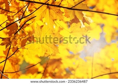 Maple branch with yellow autumn leaves on a blurred background in sunny weather