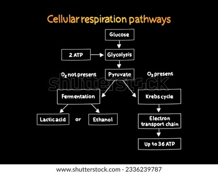 CELLULAR-RESPIRATION-PATHWAYS Stock Vector Images - Avopix.com