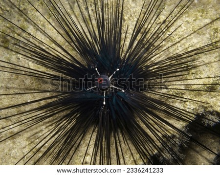 Long-spined sea urchin from above Royalty-Free Stock Photo #2336241233