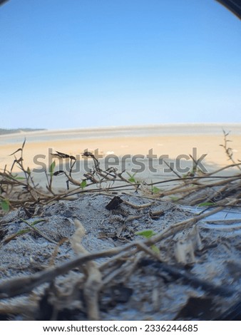 Picture of white sand of beach and plant