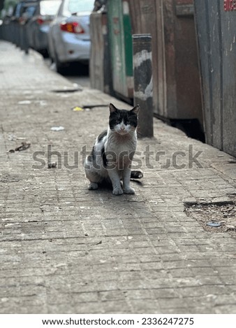 Black and white Stray cat in the streets of Beirut