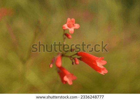 Red colored fire cracker plant in focus taken from low angle
