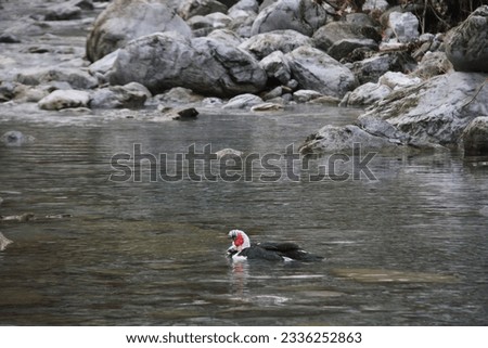 Birds in water at Mount Olympus, Litochoro, Greece