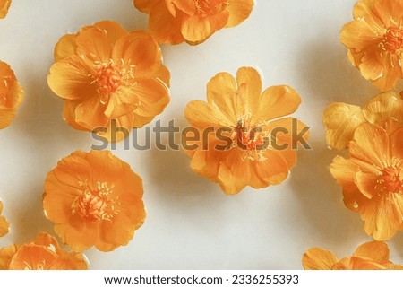 Yellow orange colored flowers Trollius or Globeflower in water, abstract floral textured background, monochrome aesthetic botanical modern still life, natural blooming spring floret, top view pattern