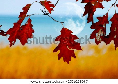 moon peaking through fall colour leaf                       