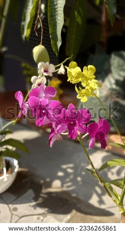 Orchid flowers are beautiful flowers, the types and colors of orchid flowers are very diverse, as in the picture you can see the purple, yellow colors that describe the natural beauty of plants.