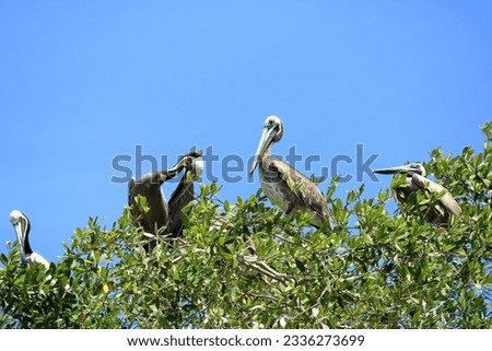 a Group of brown pelicans resting on a tree by the ocean in Costa Rica. Royalty-Free Stock Photo #2336273699