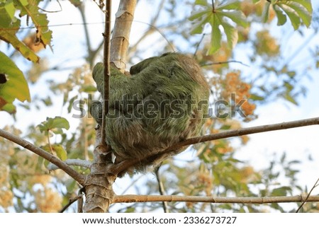 Cute sloth hanging on tree branch with funny face look, portrait of wild animal in the Rainforest of Costa Rica, Bradypus variegatus, a brown-throated three-toed sloth