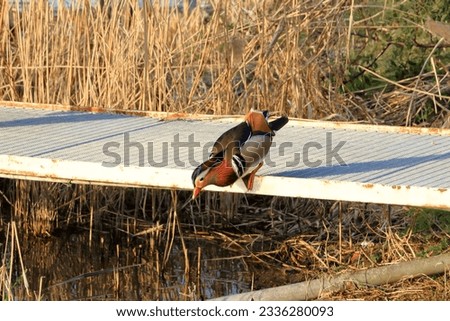 Mandarin Duck (Aix galericulata) in Brandeburg in Germany