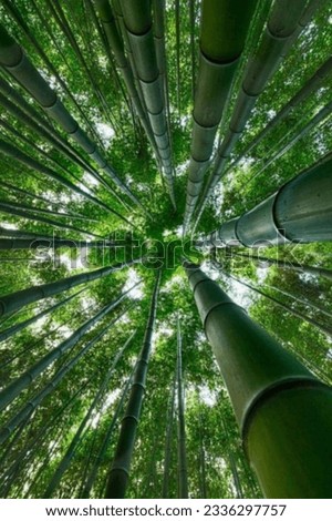 Lush forest with bamboo, green foliage, and diverse plant life. Royalty-Free Stock Photo #2336297757