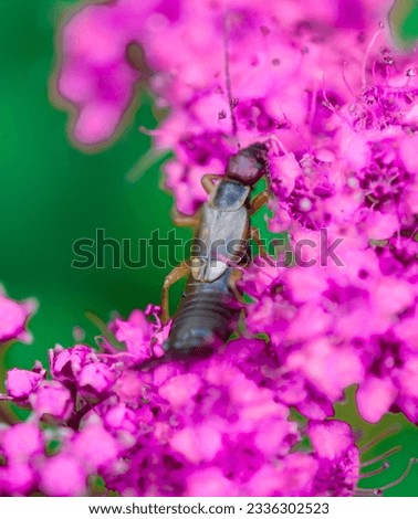 Elmore Ohio earwig bug flower
