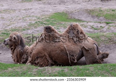 The Bactrian camel (Camelus bactrianus) the animal molts in summer and rests in the sun Royalty-Free Stock Photo #2336303909