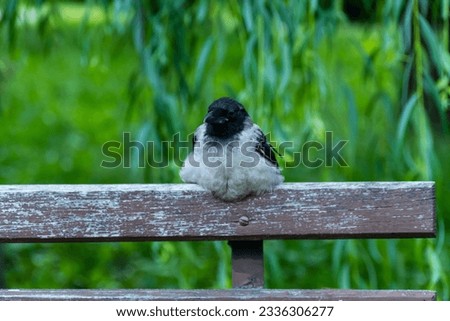 The crow sits on a bench. Bird in the city.
