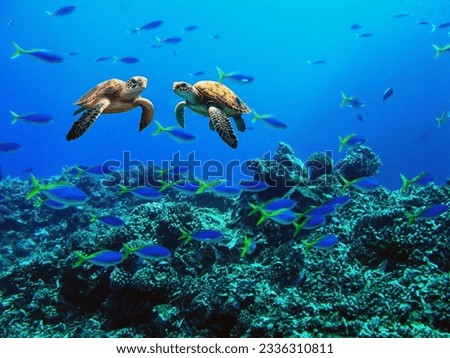 A magnificent pair of  sea turtles came nose to nose to clarify personal issues among marine vegetation and beautiful fish