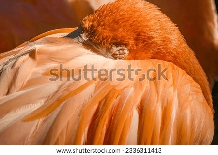 Picture of a sleeping flamingo
