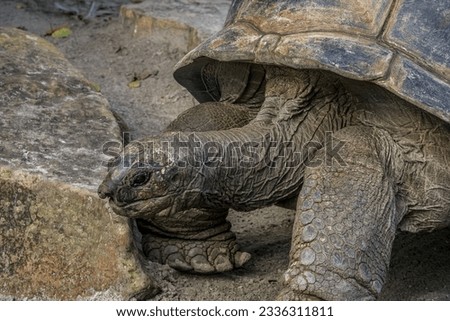 Picture of a large tortoise