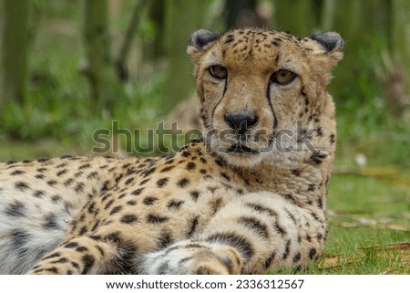 Close up pictures of a cheetah